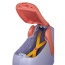 Детский чемодан-каталка делюкс Samsonite CT2-81001 Dream Rider Deluxe Elephant Lavend CT2-81001 81 Elephant Lavend - фото №2
